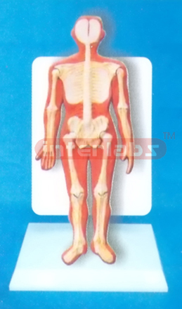 DESK TYPE 35CM TALL HUMAN SKELETON SYSTEM MODEL WITH DESCRIPTION PLATE